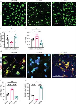 Microglia subtypes show substrate- and time-dependent phagocytosis preferences and phenotype plasticity